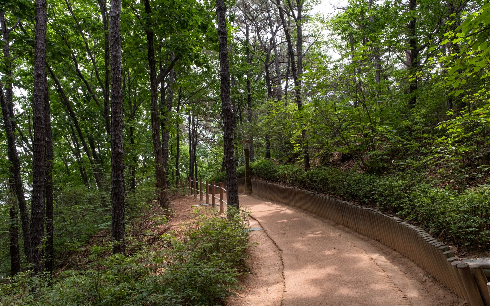 Serene forest trail perfect for nature walks and tranquil exploration.