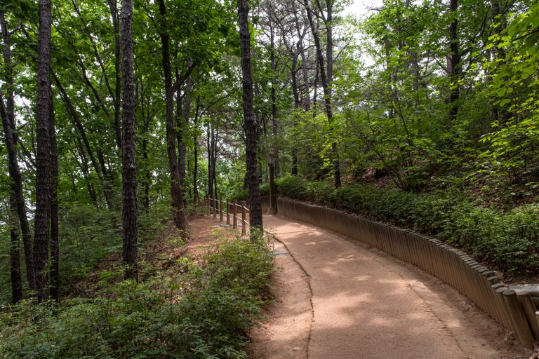 Serene forest trail perfect for nature walks and tranquil exploration.